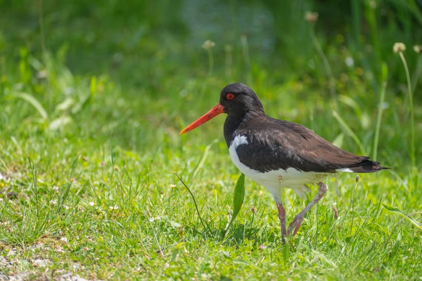Eurasian Oystercatcher with a bright orange beak and red eyes stands on a green grassy bank in soft sunlight.