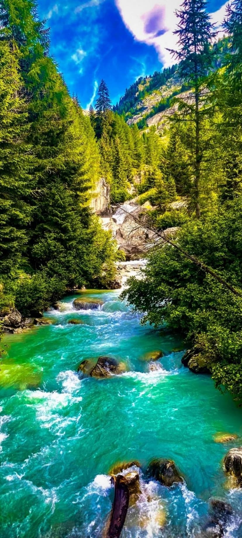 Turquoise mountain river flowing through a lush evergreen forest with rocky banks under a bright blue sky.