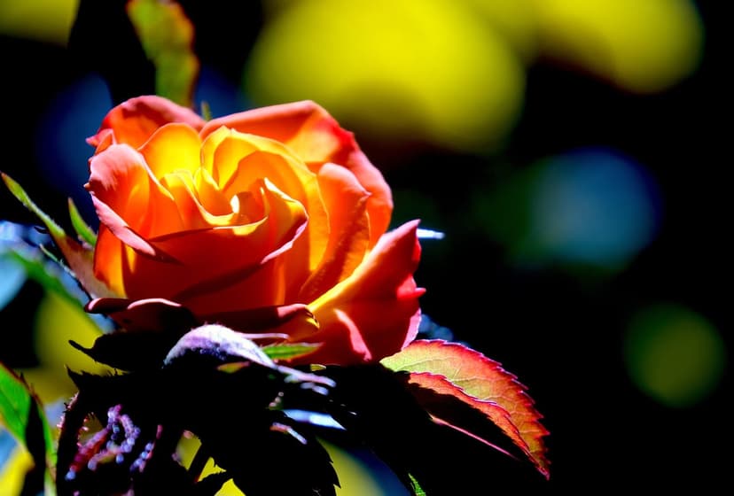 Orange and yellow rose petals in sharp focus against a dark background with blurred blue and green bokeh lights.