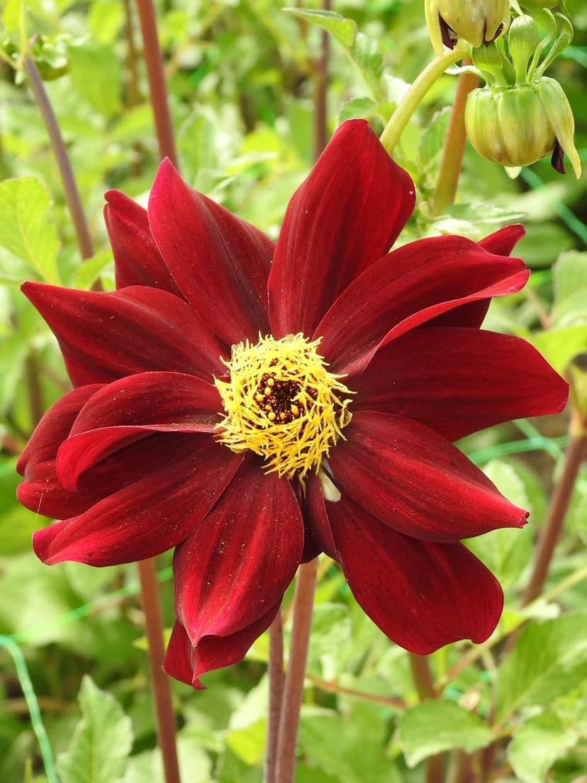 Dark red dahlia flower with velvety petals and a bright yellow center against a soft green blurred background.