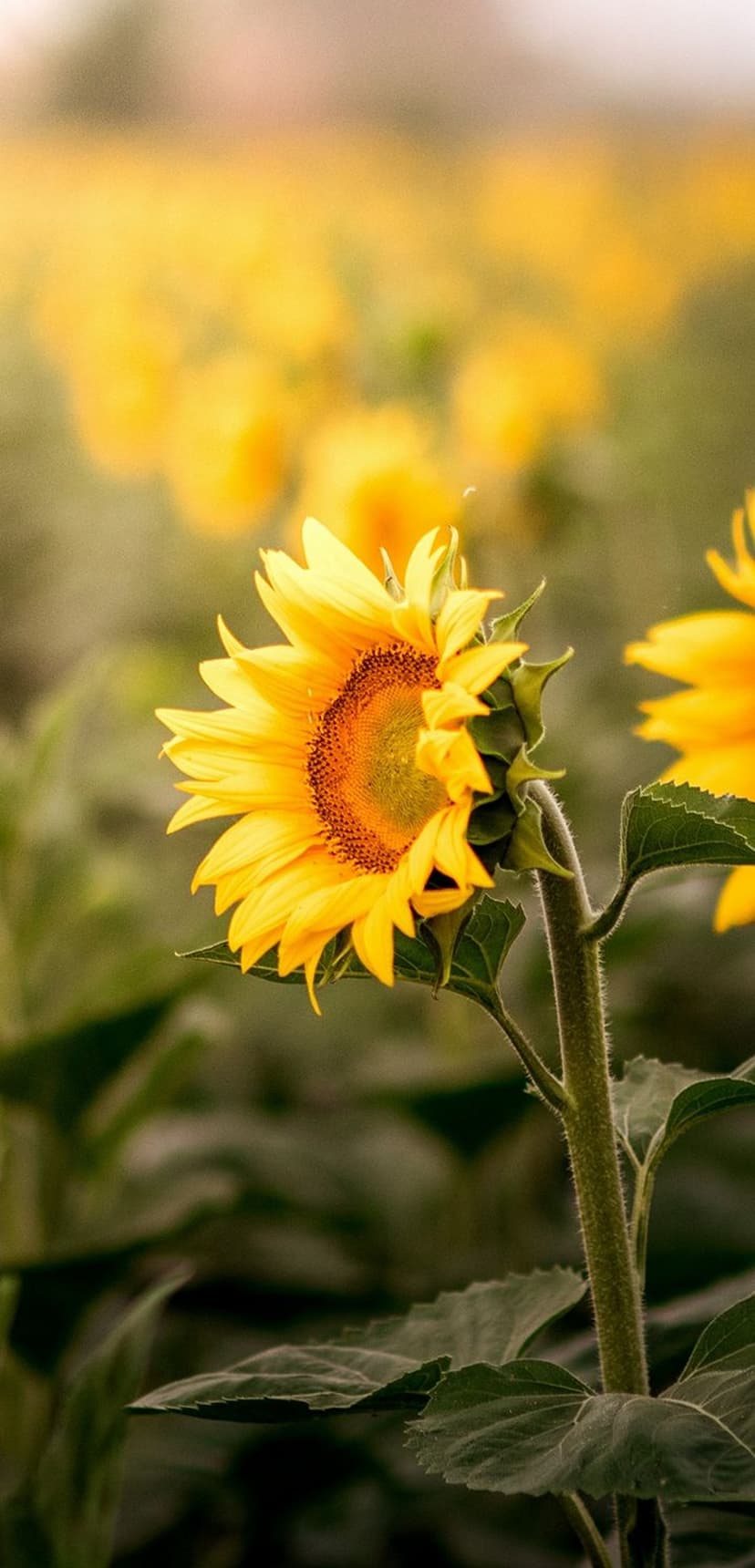 Sunflower with radiant yellow petals and a textured dark center stands tall against a soft sunlit meadow.