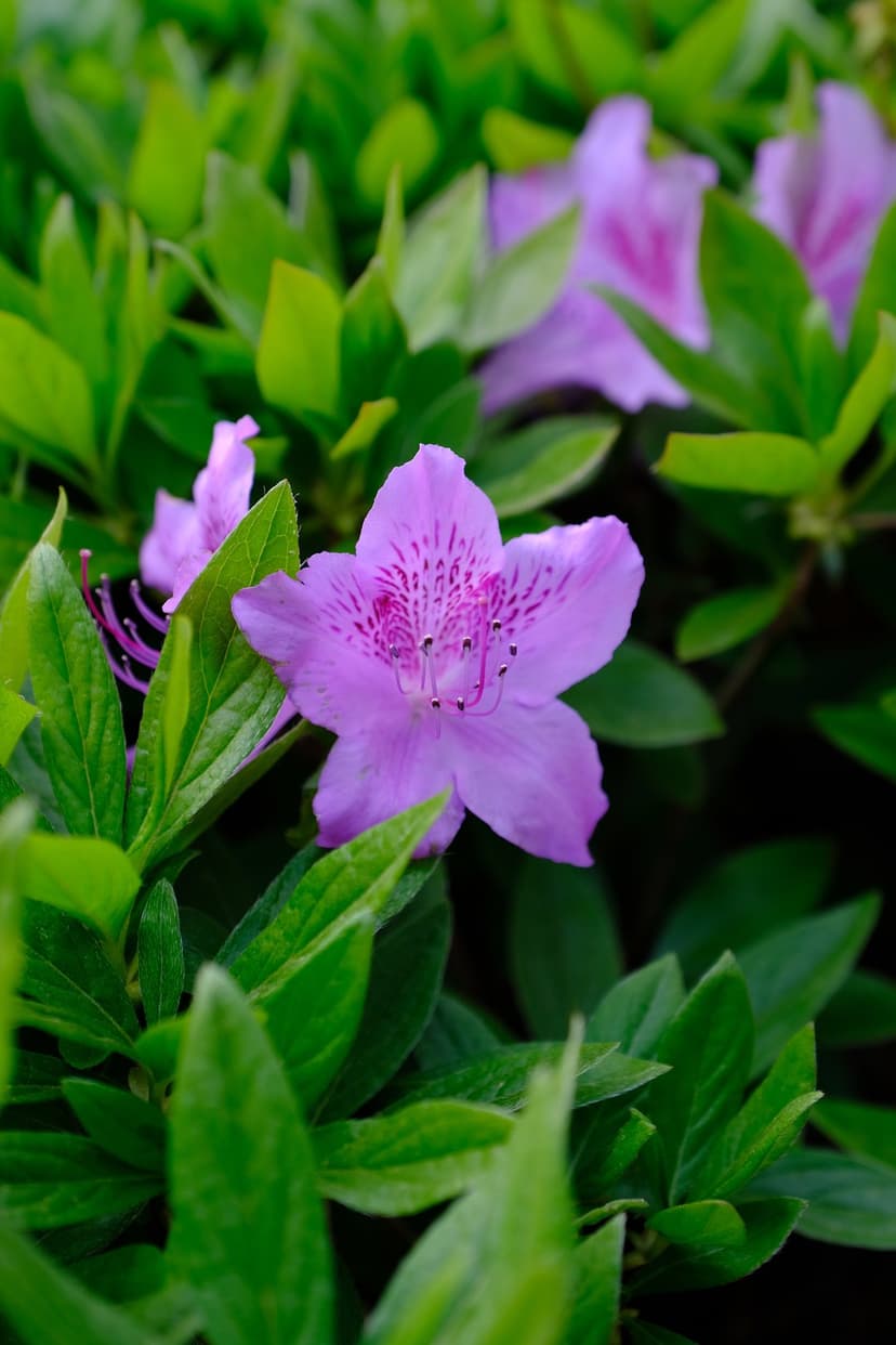 Purple azalea flower with dark speckles on petals surrounded by glossy green leaves in a close-up garden view.