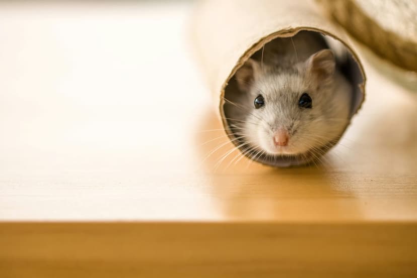 Grey and white hamster with pink nose and long whiskers peeks out of a brown cardboard tube on a wooden surface.