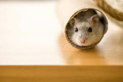 Cute hamster peeking out of a cardboard tube