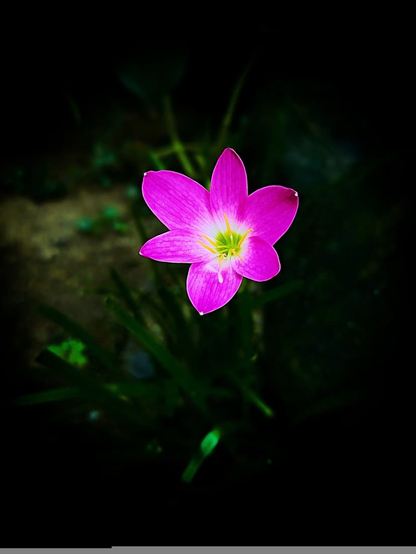 Pink Zephyranthes flower with a golden center blooms against a dark, shadowy garden backdrop with green leaves.