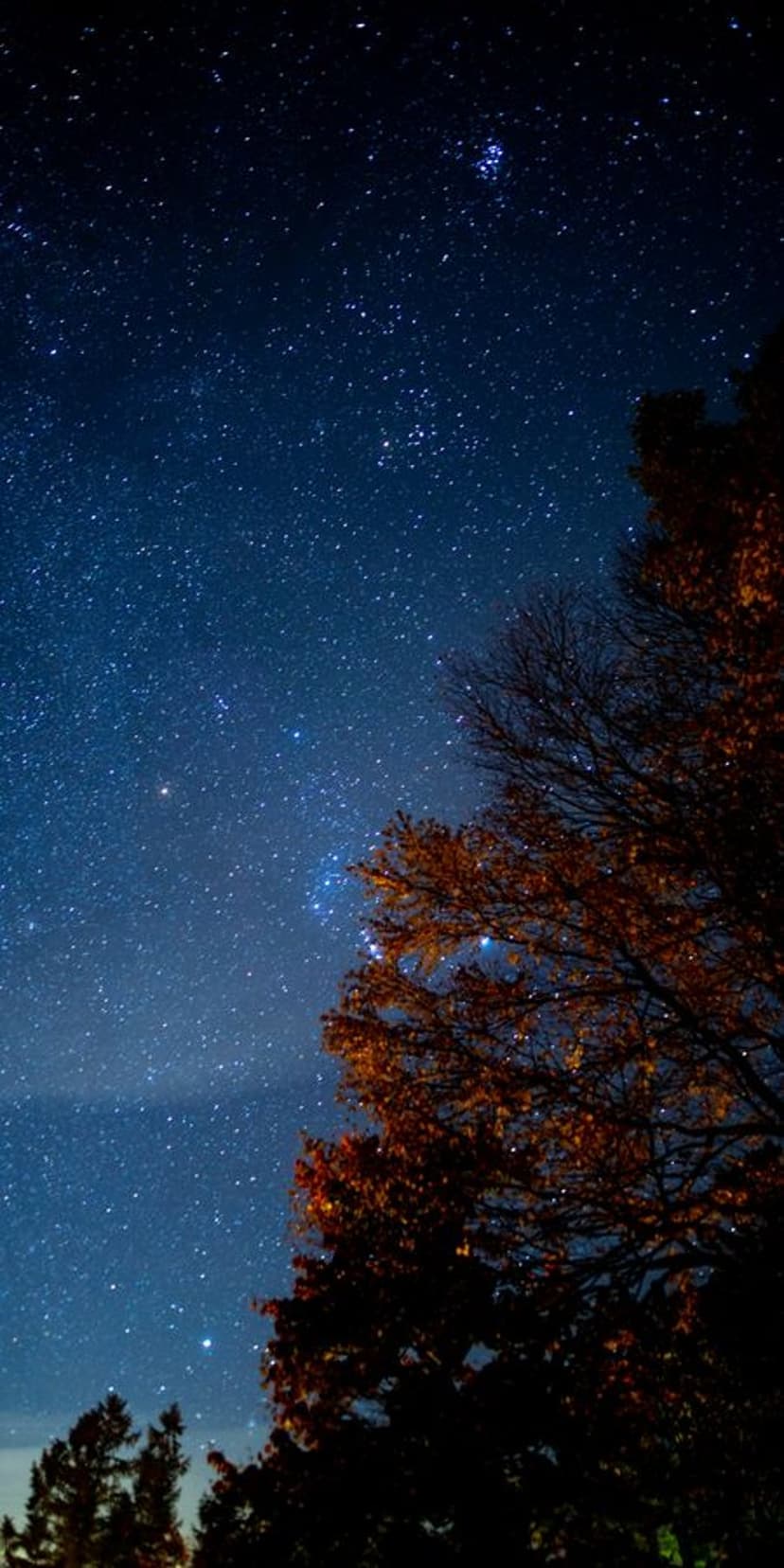 Orange autumn tree reaches toward a deep blue night sky filled with bright stars and celestial clusters.