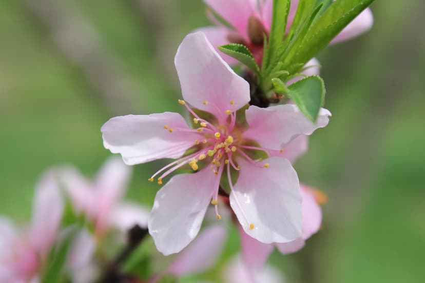 Pink five-petaled flower with yellow stamens on a branch against a blurred green background in a vertical view.