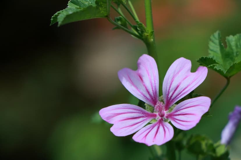 Pink Mallow flower with magenta striped petals and yellow stamens against a blurred green garden background.