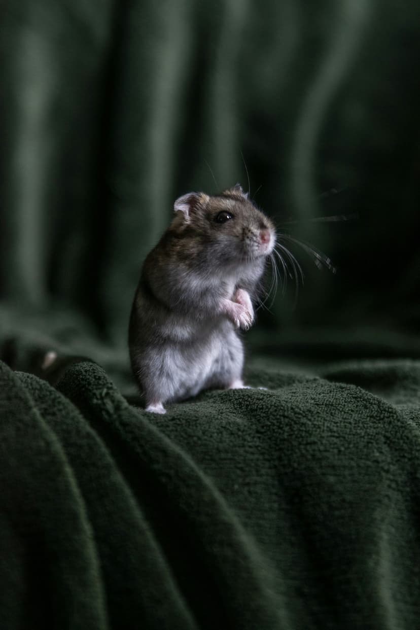 Brown and grey hamster stands on its hind legs atop a textured dark green blanket with soft bokeh background.