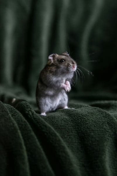 Curious Hamster Standing on Dark Green Blanket Phone Wallpaper