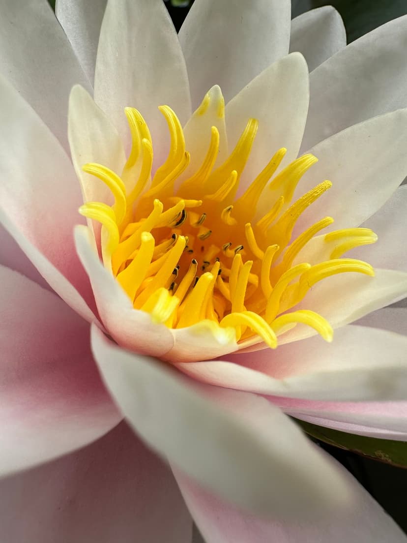 Yellow stamens cluster in the heart of a pink water lily, showcasing intricate floral textures and soft petals.
