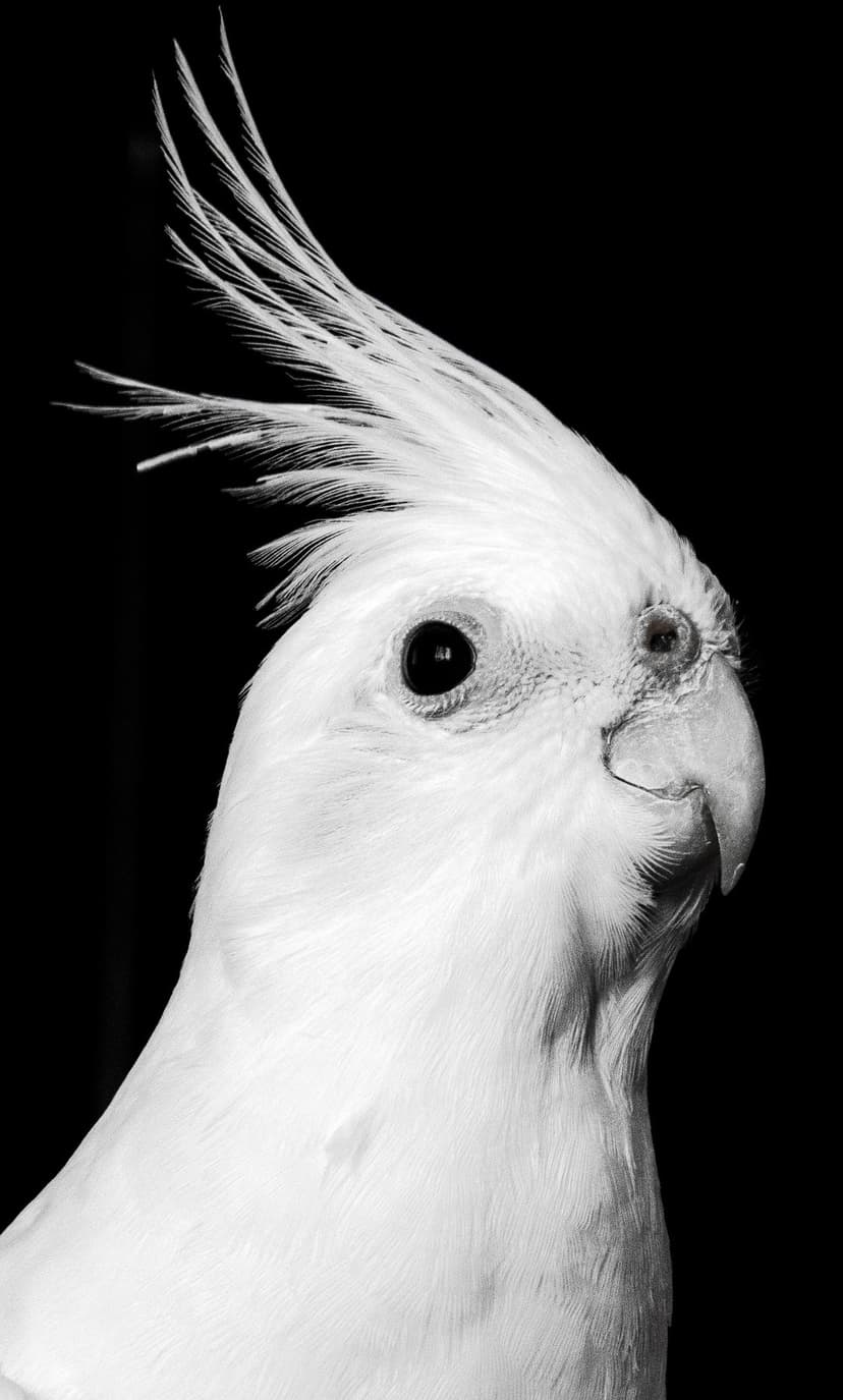 White cockatiel with a raised crest and dark eye poses against a pitch-black background in monochrome tones.