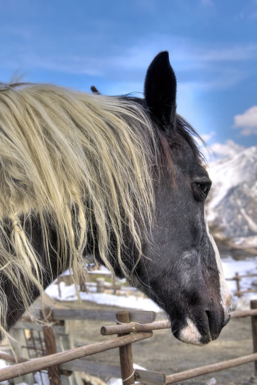 Dark horse head with a long blonde mane in profile against a backdrop of snowy mountains and a blue sky.
