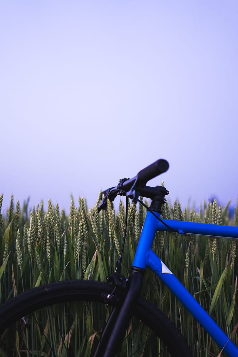 Blue bicycle handlebars and front wheel among golden wheat stalks under a soft purple and hazy twilight sky.
