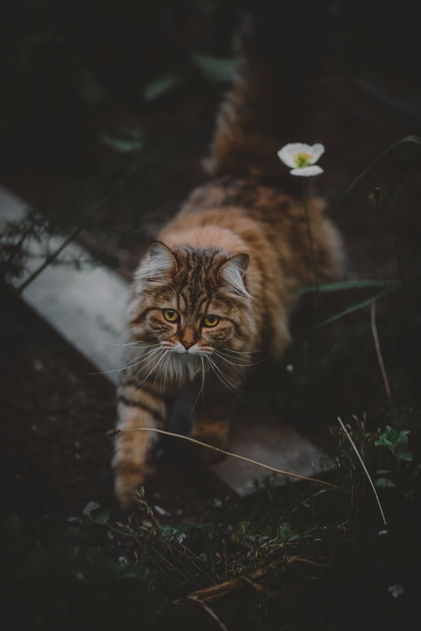 Tabby cat with glowing yellow eyes prowls through dark green leaves and a single white flower in a garden.