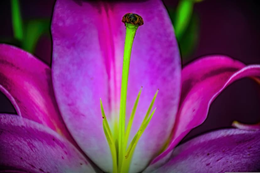 Pink lily pistil and yellow stamens centered against velvet petals and a dark background in close-up macro view.