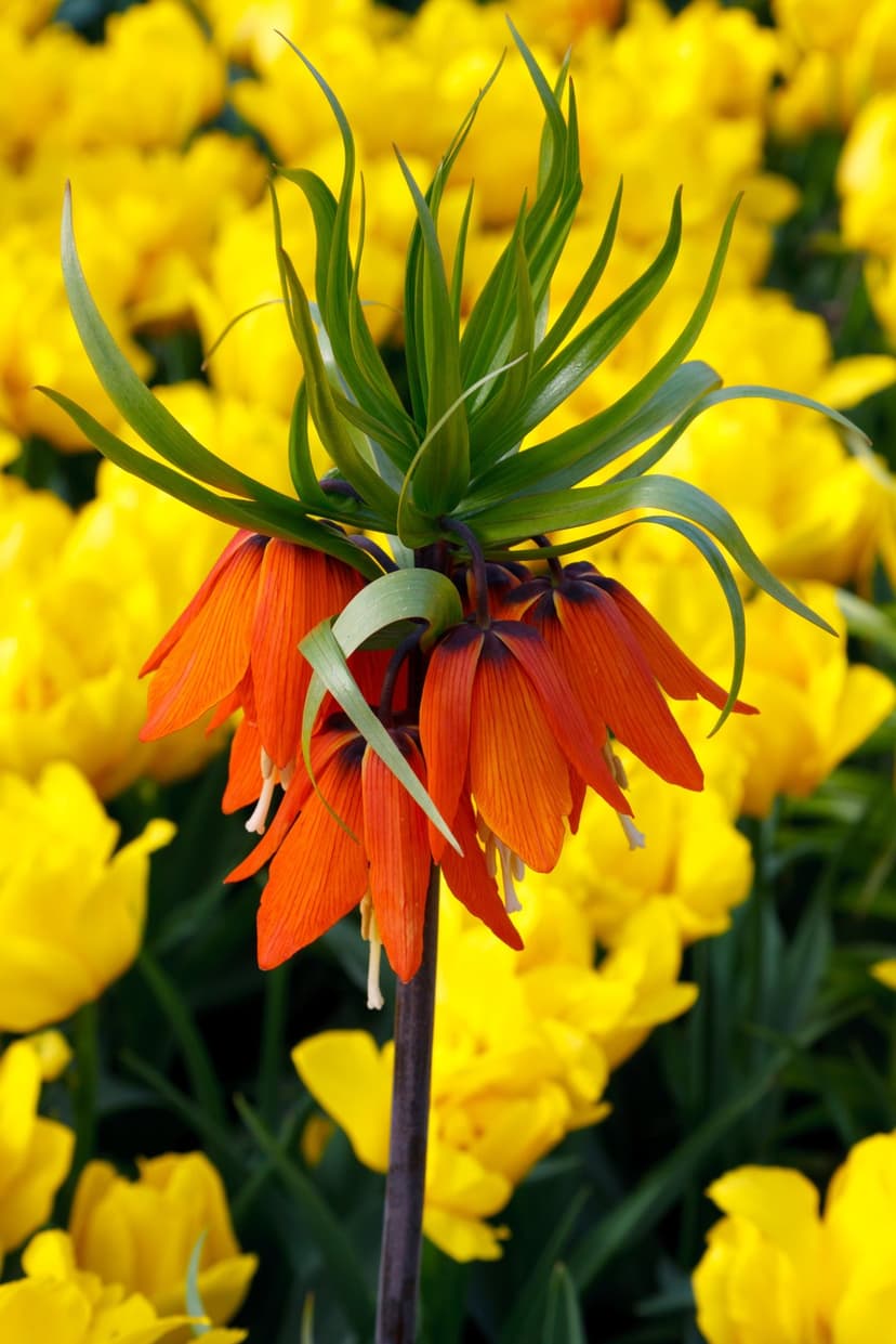Orange Crown Imperial flower with bell-shaped petals stands before a blurred background of bright yellow tulips.
