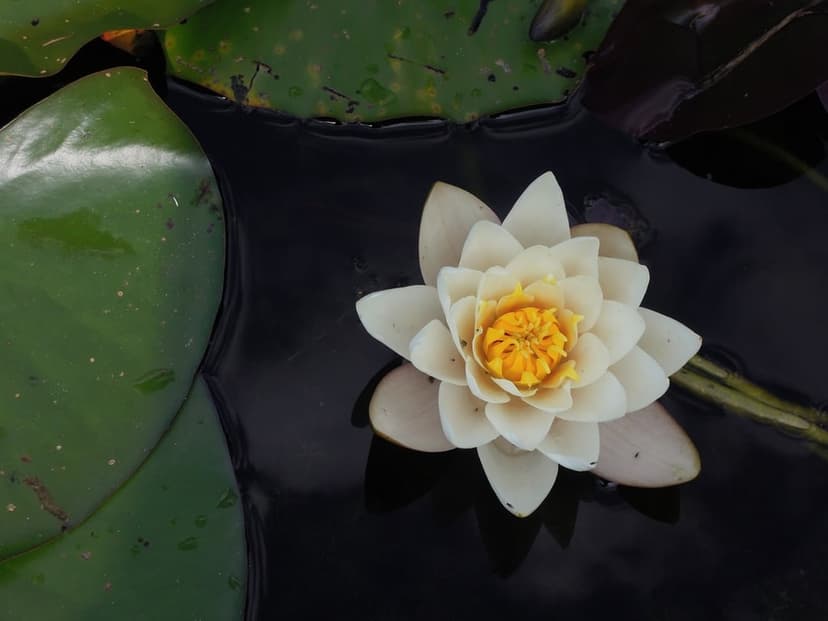 White water lily with a yellow center floats on dark water surrounded by green lily pads in a serene pond scene.