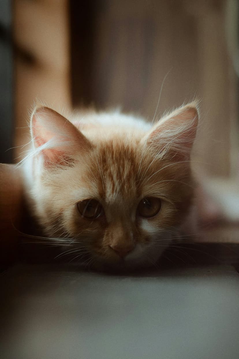 Orange kitten with large amber eyes rests its chin on a flat surface, showing detailed whiskers and fluffy fur.