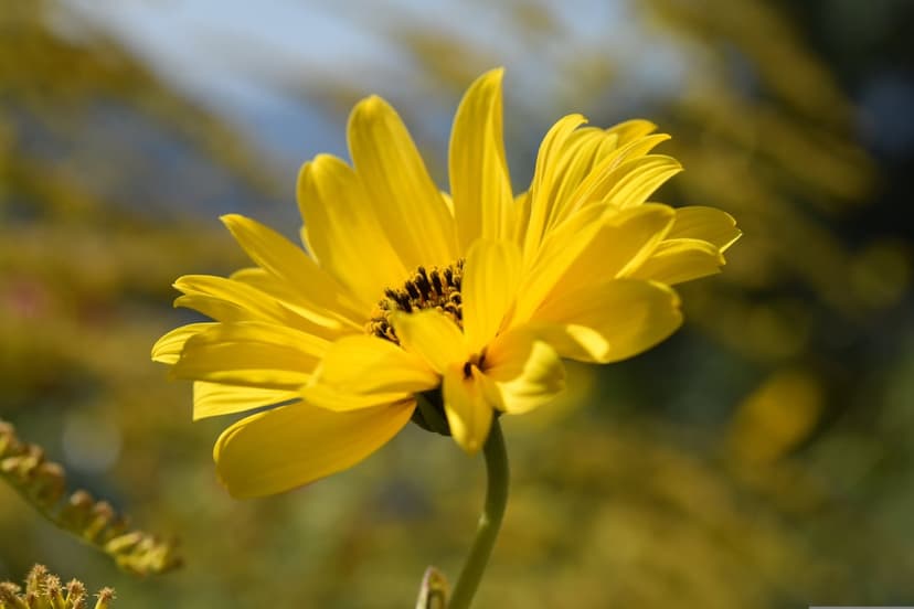 Yellow sunflower with a textured dark center glows in sunlight against a soft green and gold bokeh background.