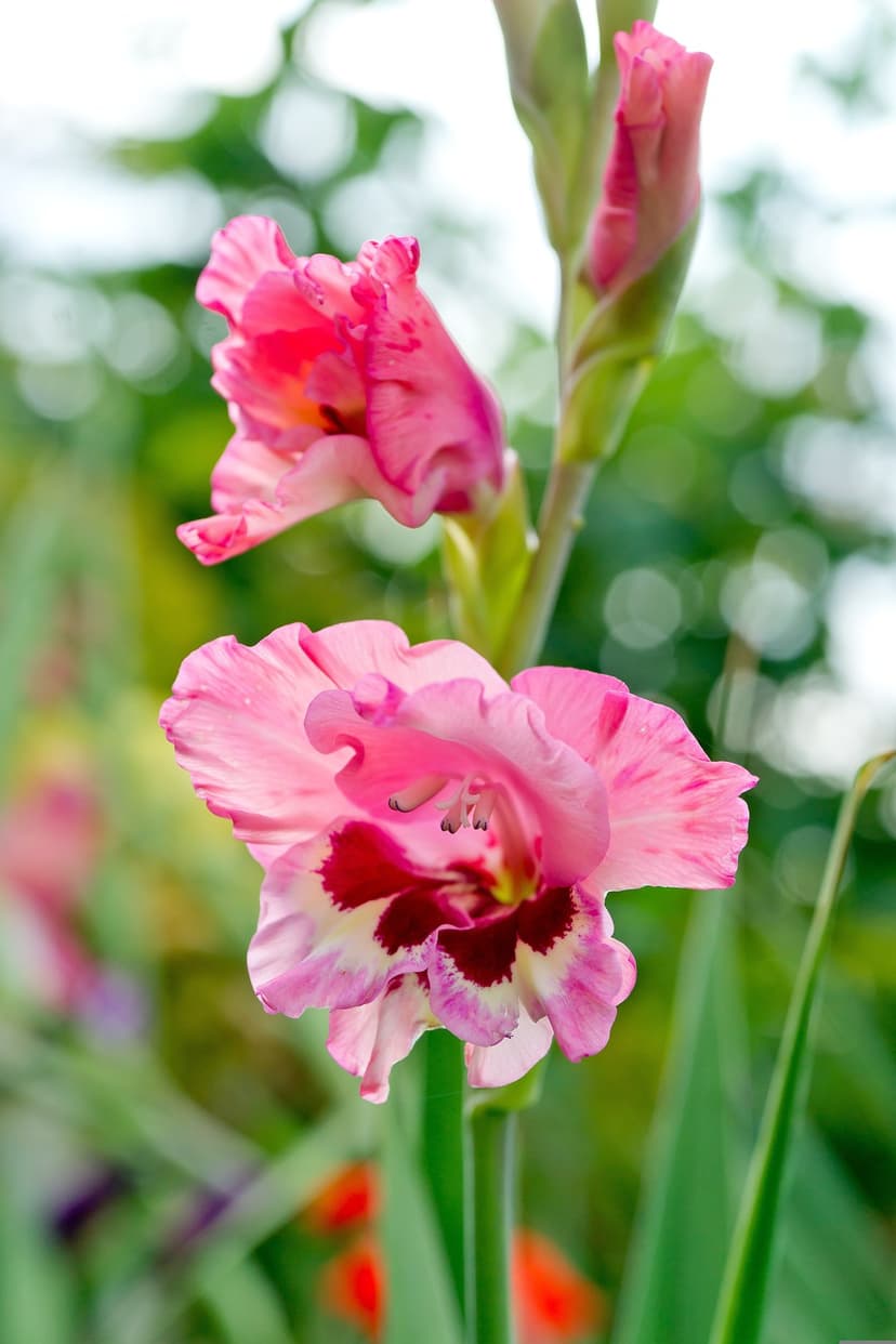 Pink gladiolus flowers with red centers and ruffled petals covered in water droplets against a green background.