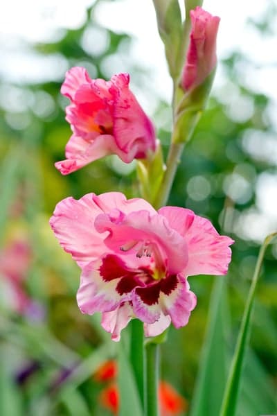 Pink Gladiolus Flowers in Bloom