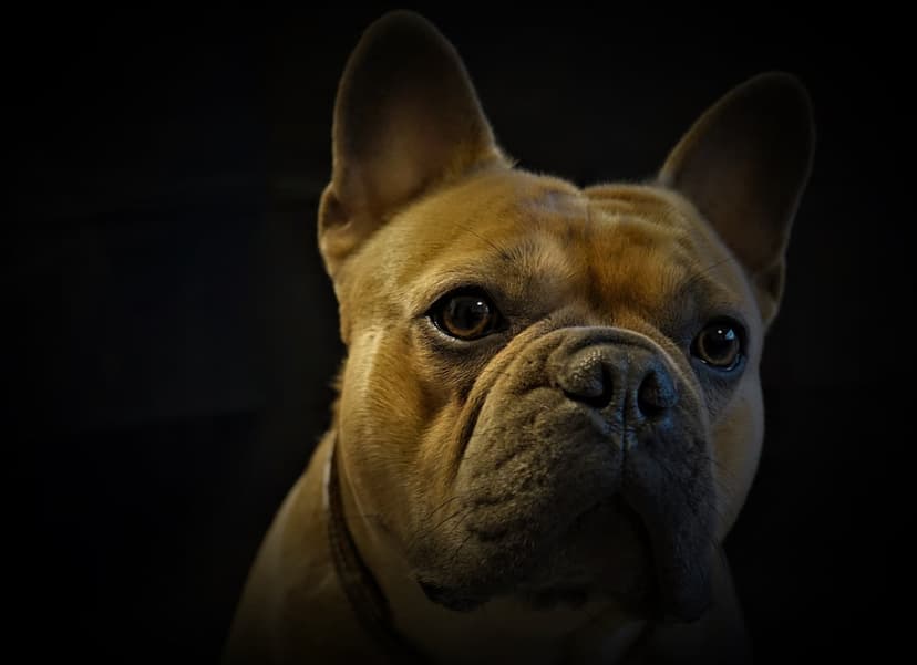 Fawn French Bulldog with wrinkled skin and upright ears stares directly forward against a dark background.