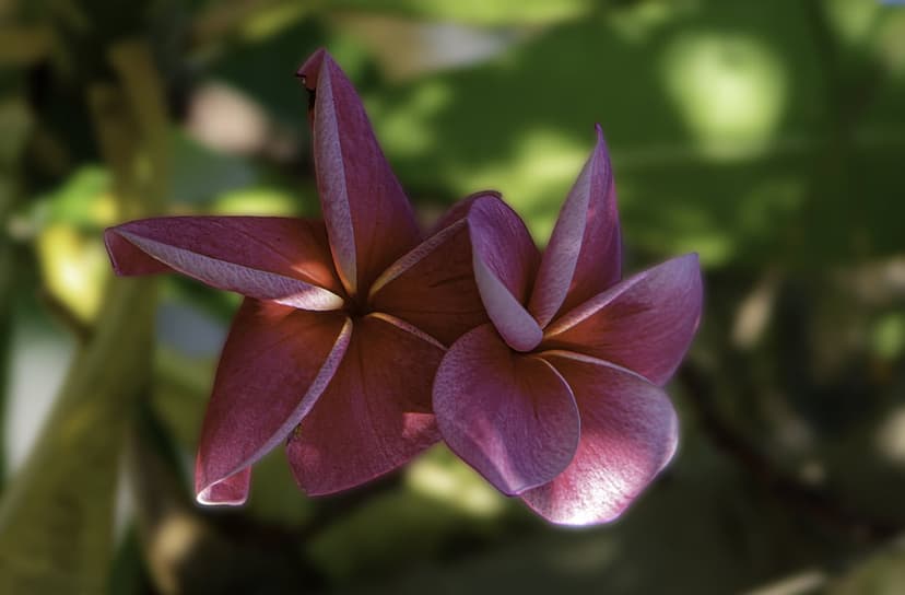 Pink plumeria flowers with soft petals sit against a bokeh green background illuminated by warm outdoor sunlight.