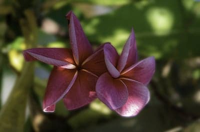 Two deep pink plumeria flowers in soft sunlight