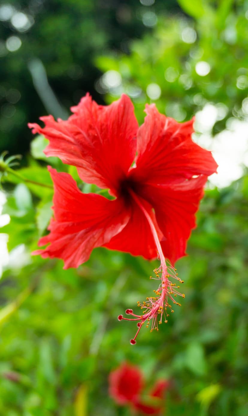 Red hibiscus flower with ruffled petals and a long pollen-tipped stamen against a blurred green background.
