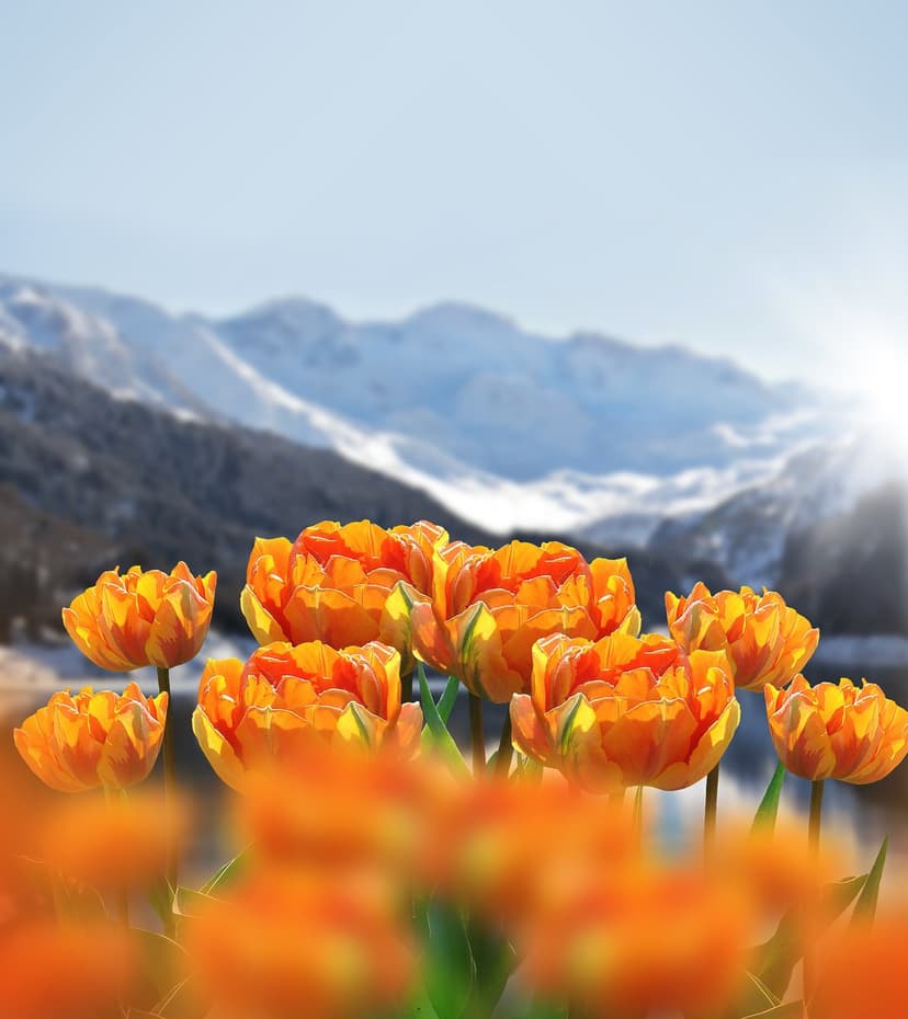 Orange tulips bloom in a mountain meadow with snow-covered peaks under a bright sun and clear blue sky.