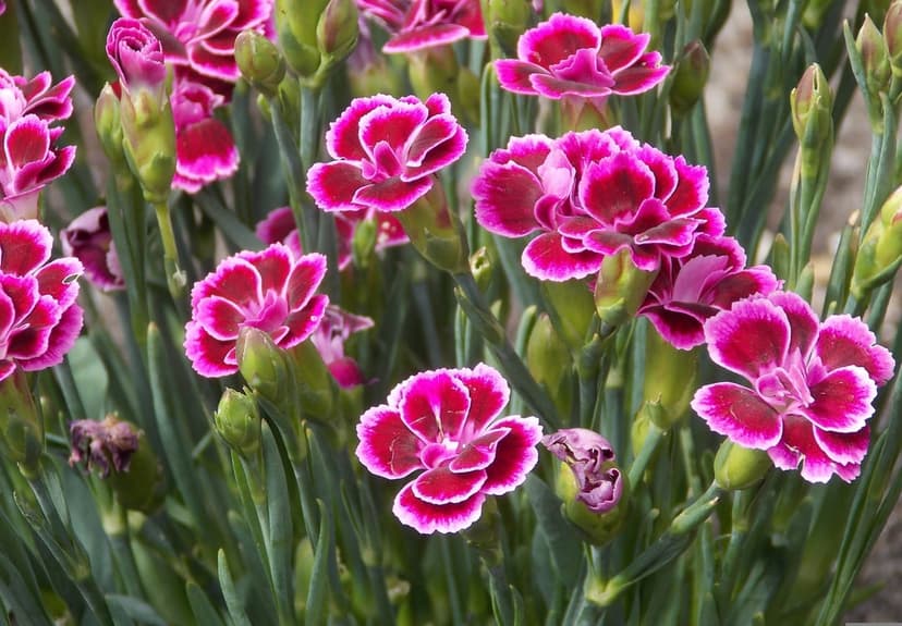 Pink carnations with white ruffled edges bloom against a soft green background of stems and unopened flower buds.