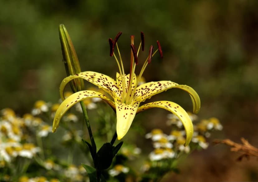 Yellow lily with brown spots and long stamens glows in sunlight against a soft green and white floral backdrop.