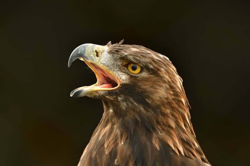 Golden eagle with open beak, intense yellow eyes, and detailed brown feathers against a dark blurred background.