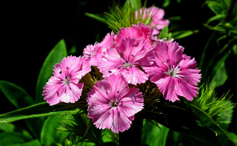 Pink Dianthus flowers with fringed petals and white centers glow under sunlight against a dark leafy backdrop.