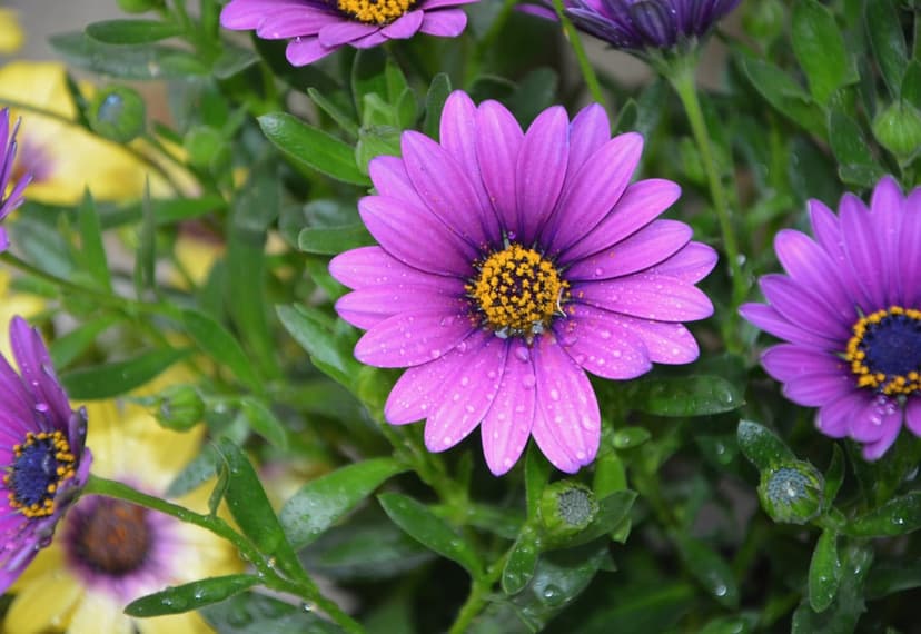 Purple African daisies with dew drops on petals and yellow centers surrounded by soft green garden leaves.