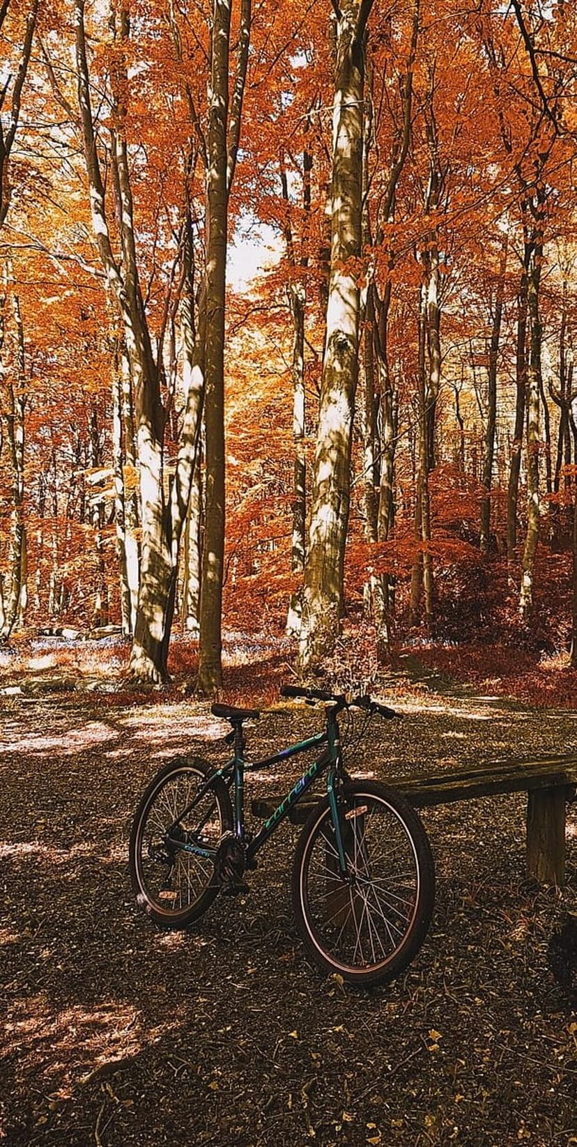 Vintage bicycle resting against a weathered wooden bench in a sunlit forest with vibrant orange autumn leaves.