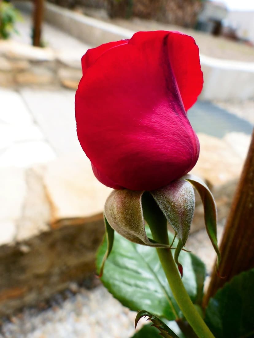 Red rose bud with green sepals and velvety petals captured in a macro close-up with a soft bokeh background.
