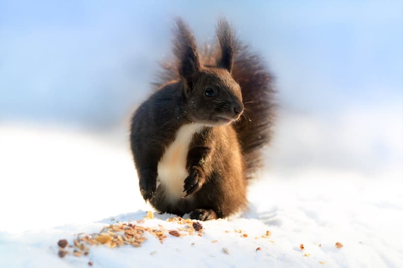 Red squirrel with tufted ears eats nuts on a snowy ground under a clear blue sky in bright winter sunlight.