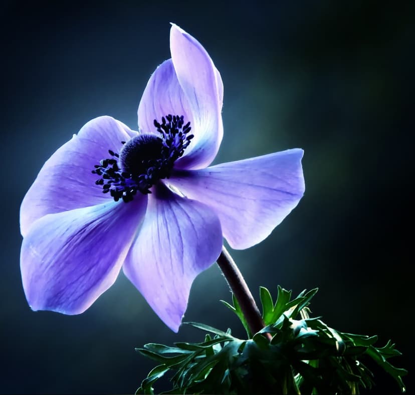 Purple anemone flower with backlit petals and fine textures centered against a dark, moody blurred background.