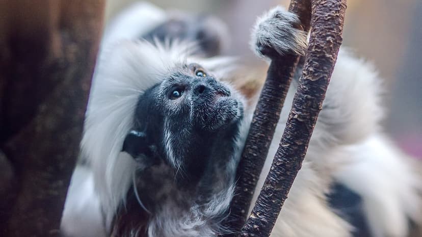 Cotton-top Tamarin with white hair looks upward while gripping a tree branch against a blurred green backdrop.