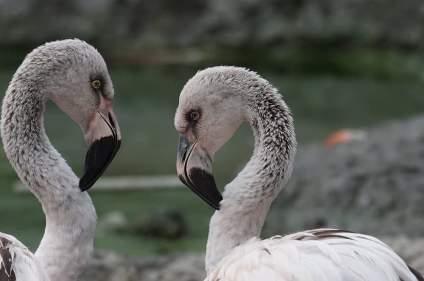 Two young flamingos with curved necks face inward against a blurred water background in a vertical shot.