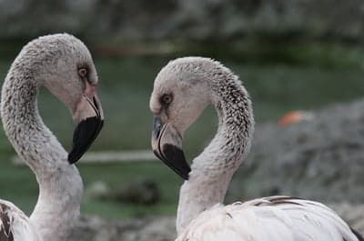 Two young flamingos facing each other in shallow water
