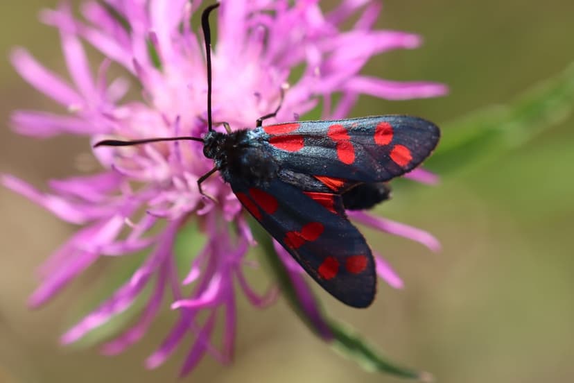Six-spot Burnet moth with black wings and red spots sits on a pink thistle flower against a blurred background.