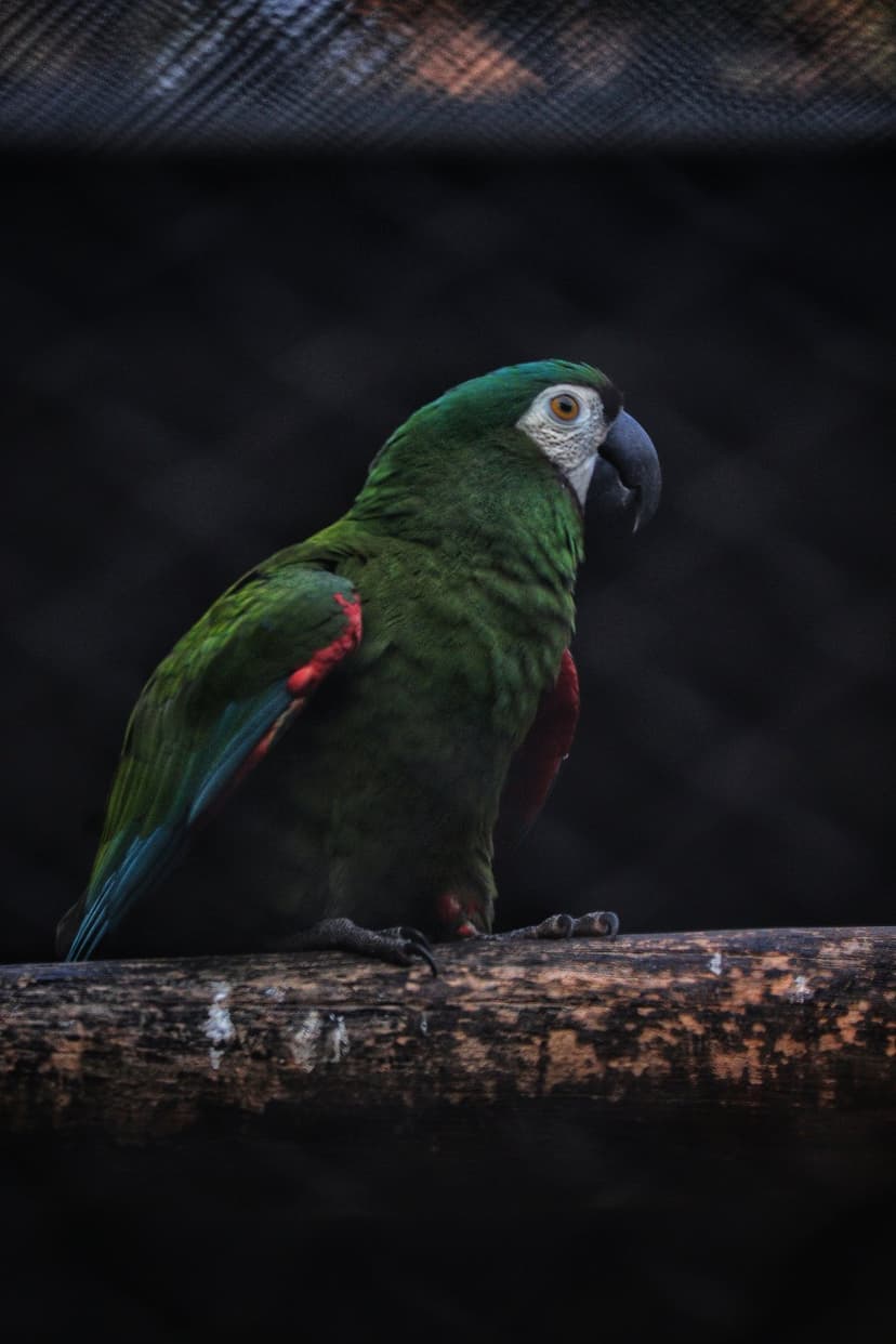 Green macaw with blue tail feathers perches on a wooden branch against a dark, out-of-focus background.