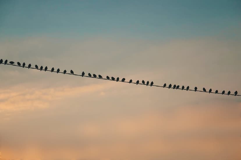 Small birds sit perched in a row on a horizontal wire against a glowing orange and blue sunset sky.