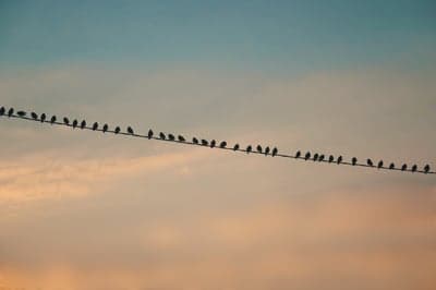 Peaceful Bird Silhouettes Against a Sunset Mobile Backdrop