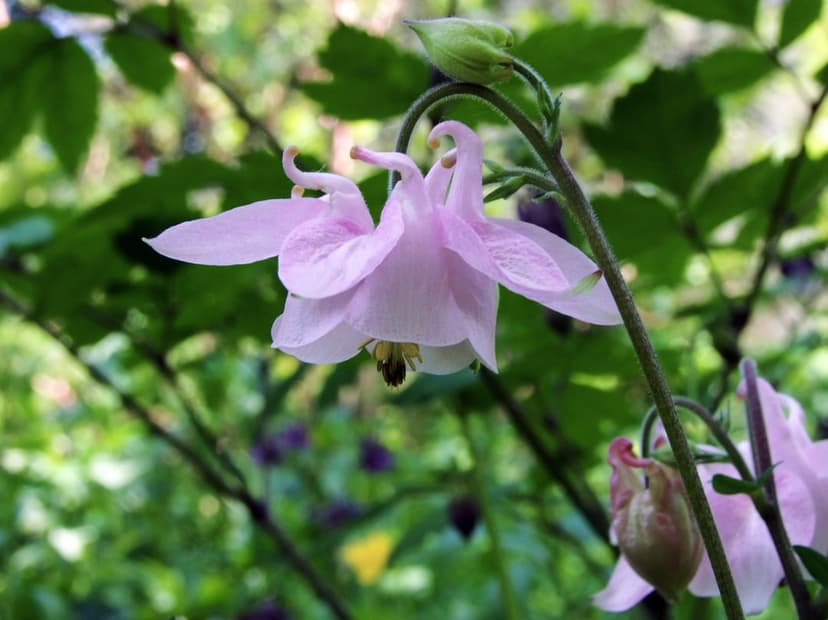 Pink columbine flower with delicate spurs and petals blooming against a blurred green garden background.