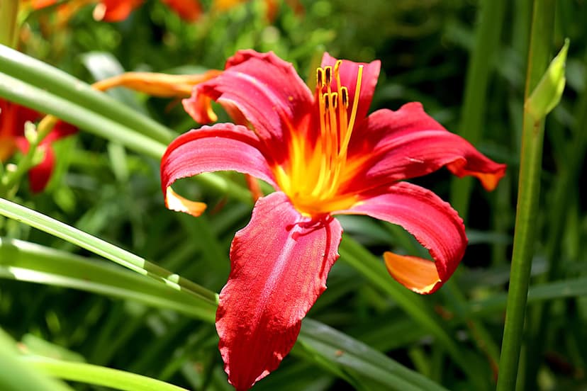 Red daylily flower with ruffled petals and a yellow center blooming amidst soft green garden foliage.
