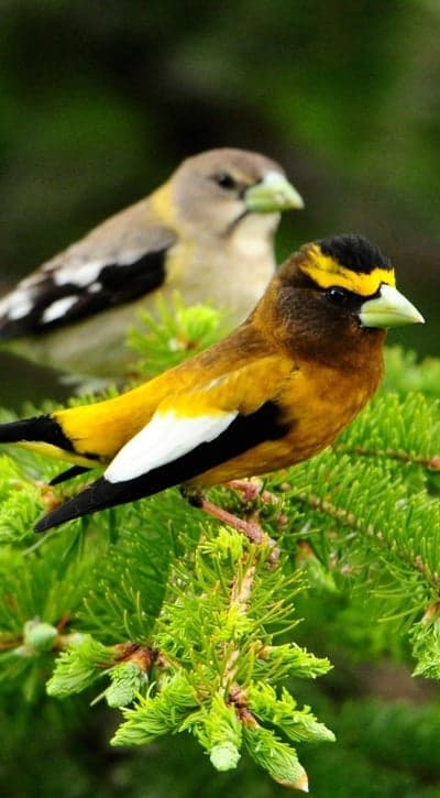 Two Colorful Evening Grosbeaks on a Pine Branch